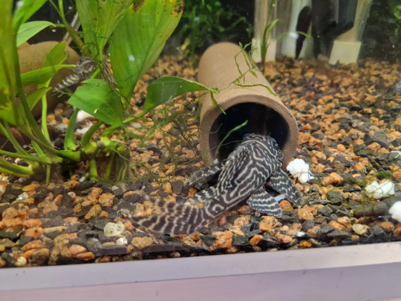 Billede 3 - L333 White Line