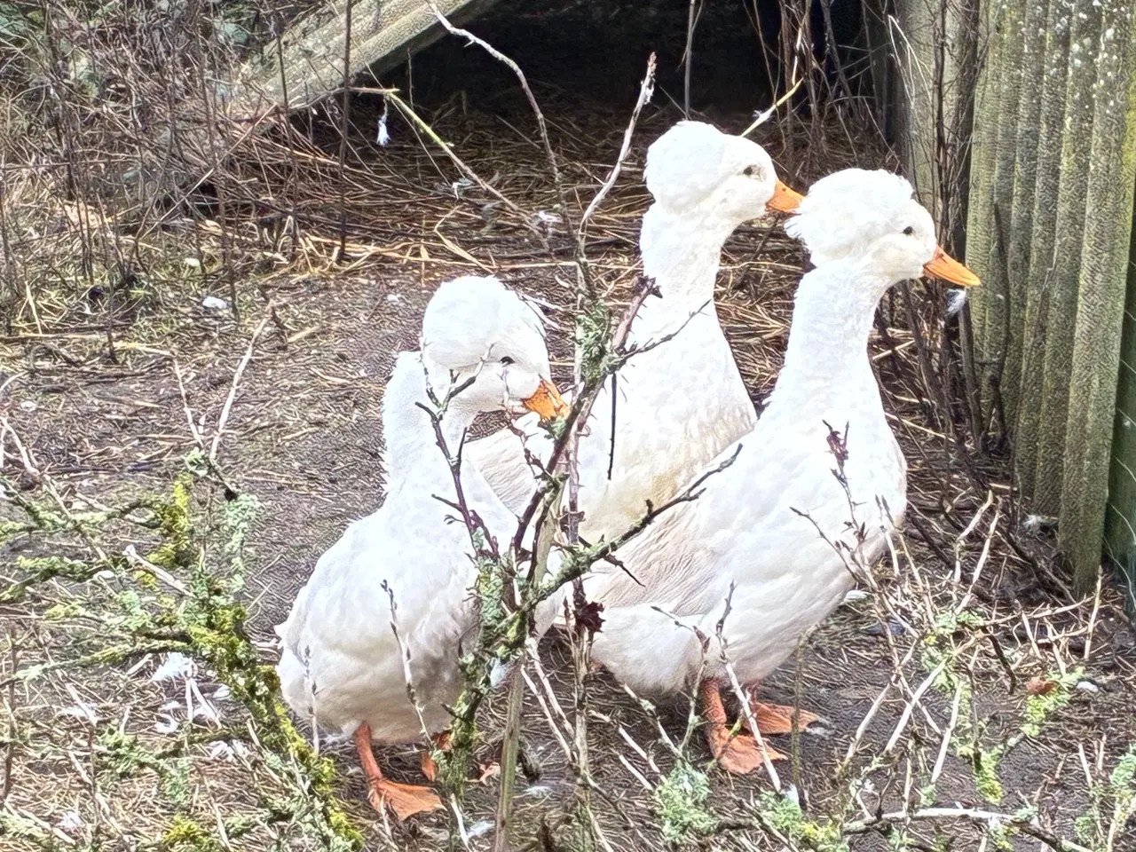 Billede 3 - Kejserænder 