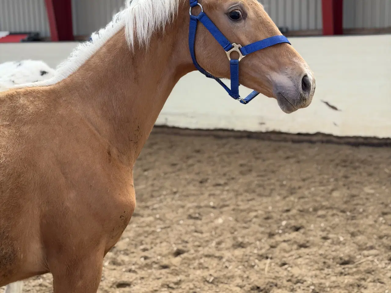 Billede 1 - Smuk palomino plag