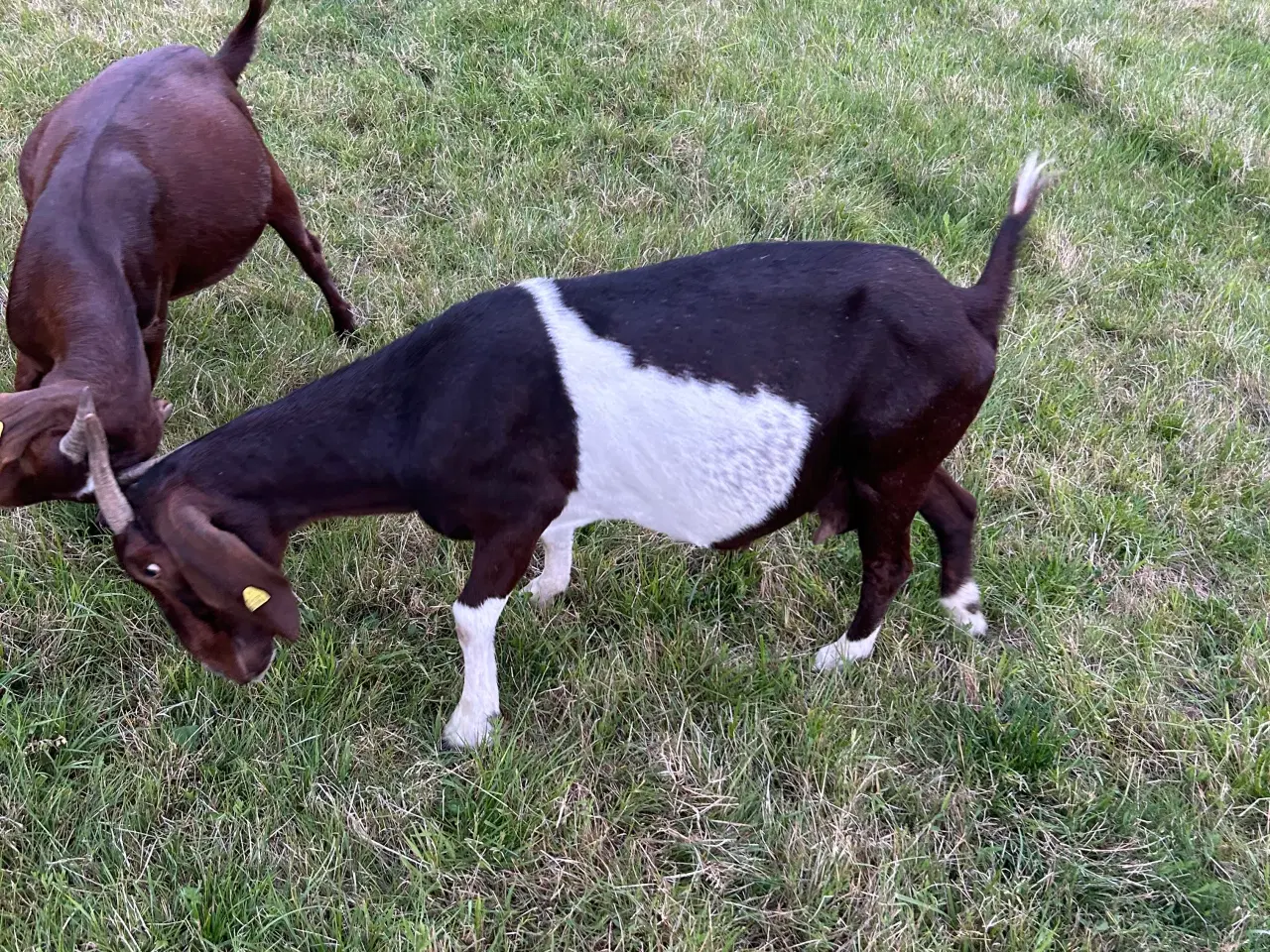 Billede 6 - Boerged 