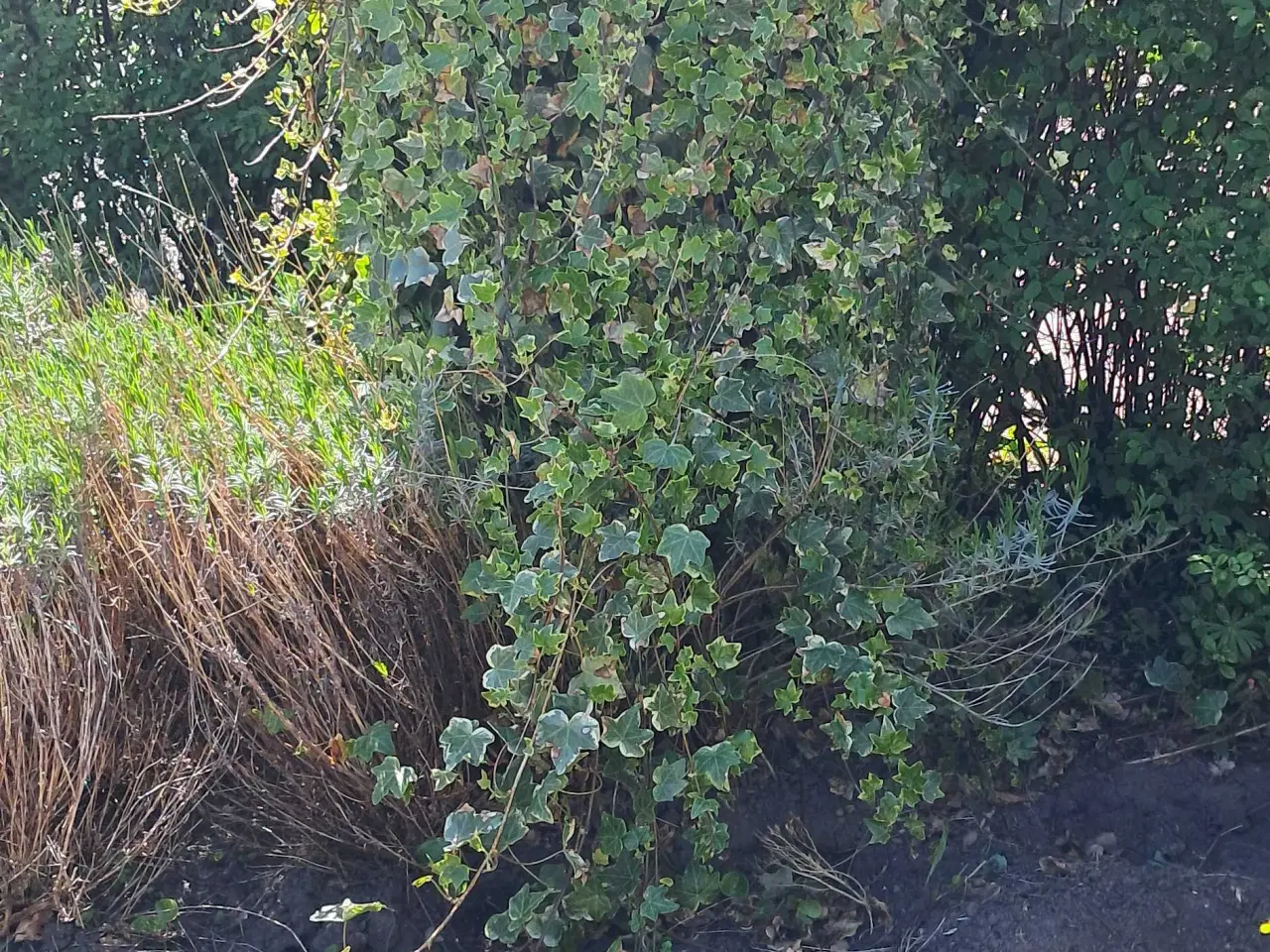 Billede 8 - Store sten og haveplanter bortgives 