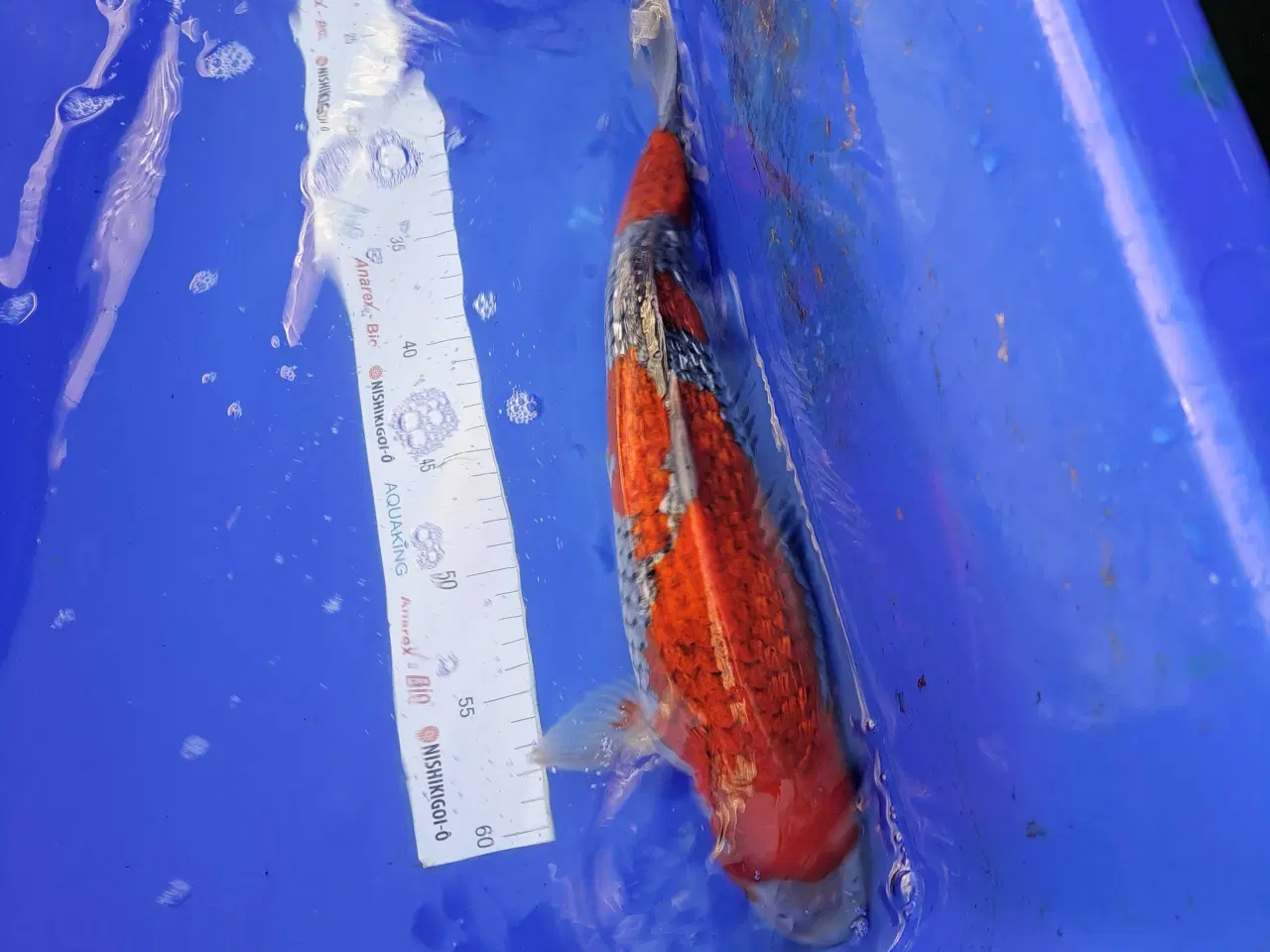 Billede 4 - Koikarper 