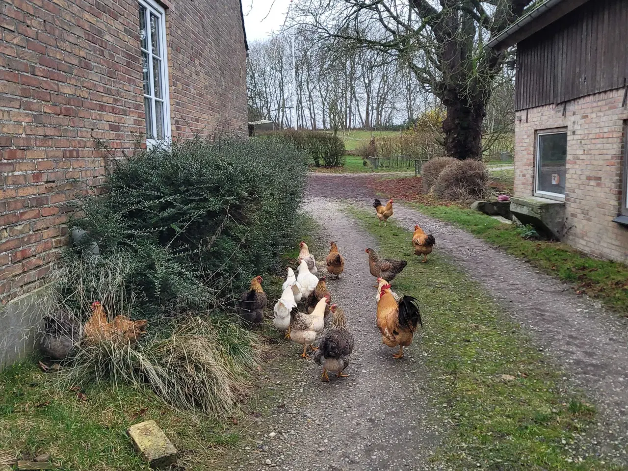Billede 2 - Høns fra i år