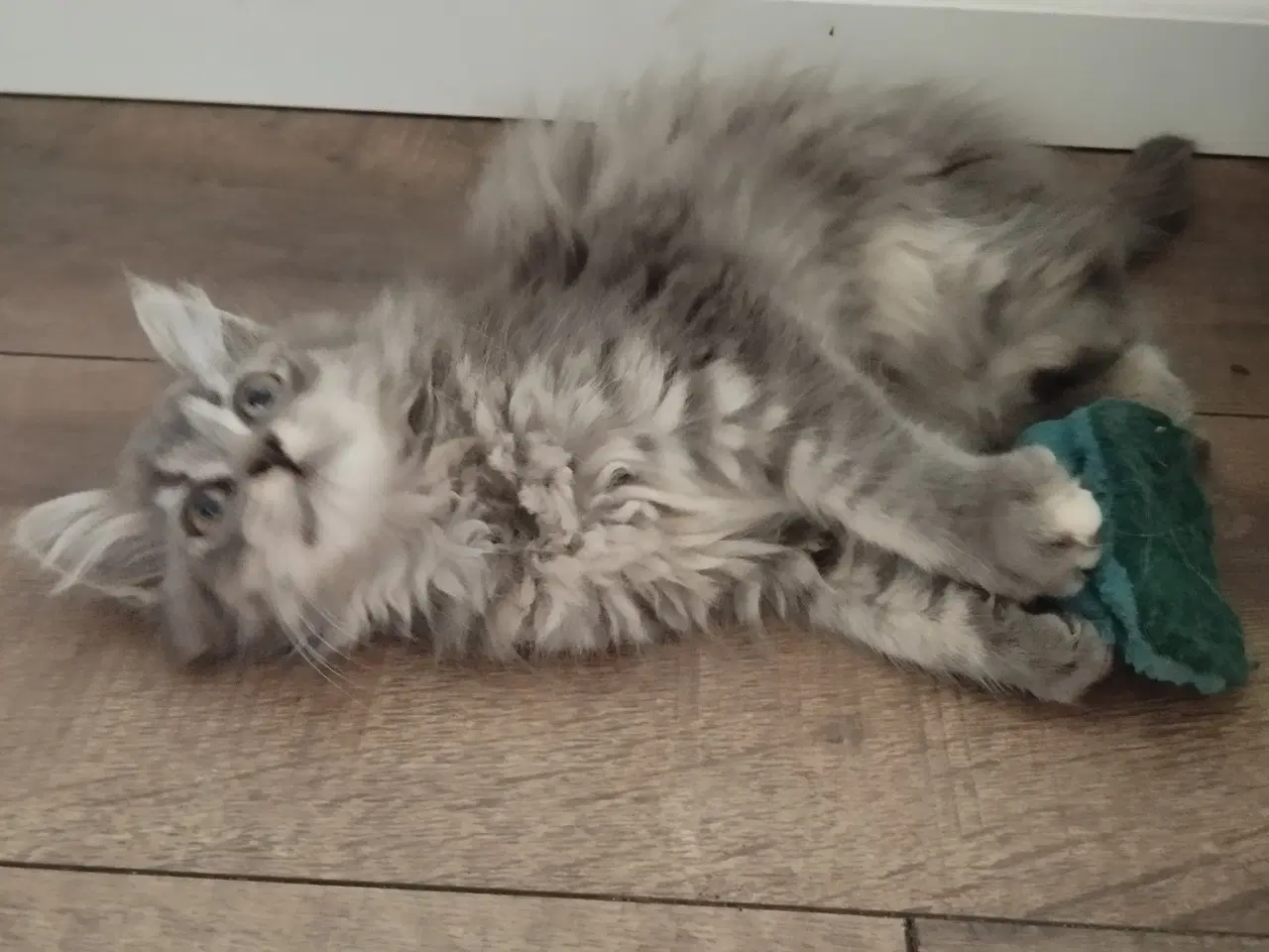 Billede 3 - Langhåret killing