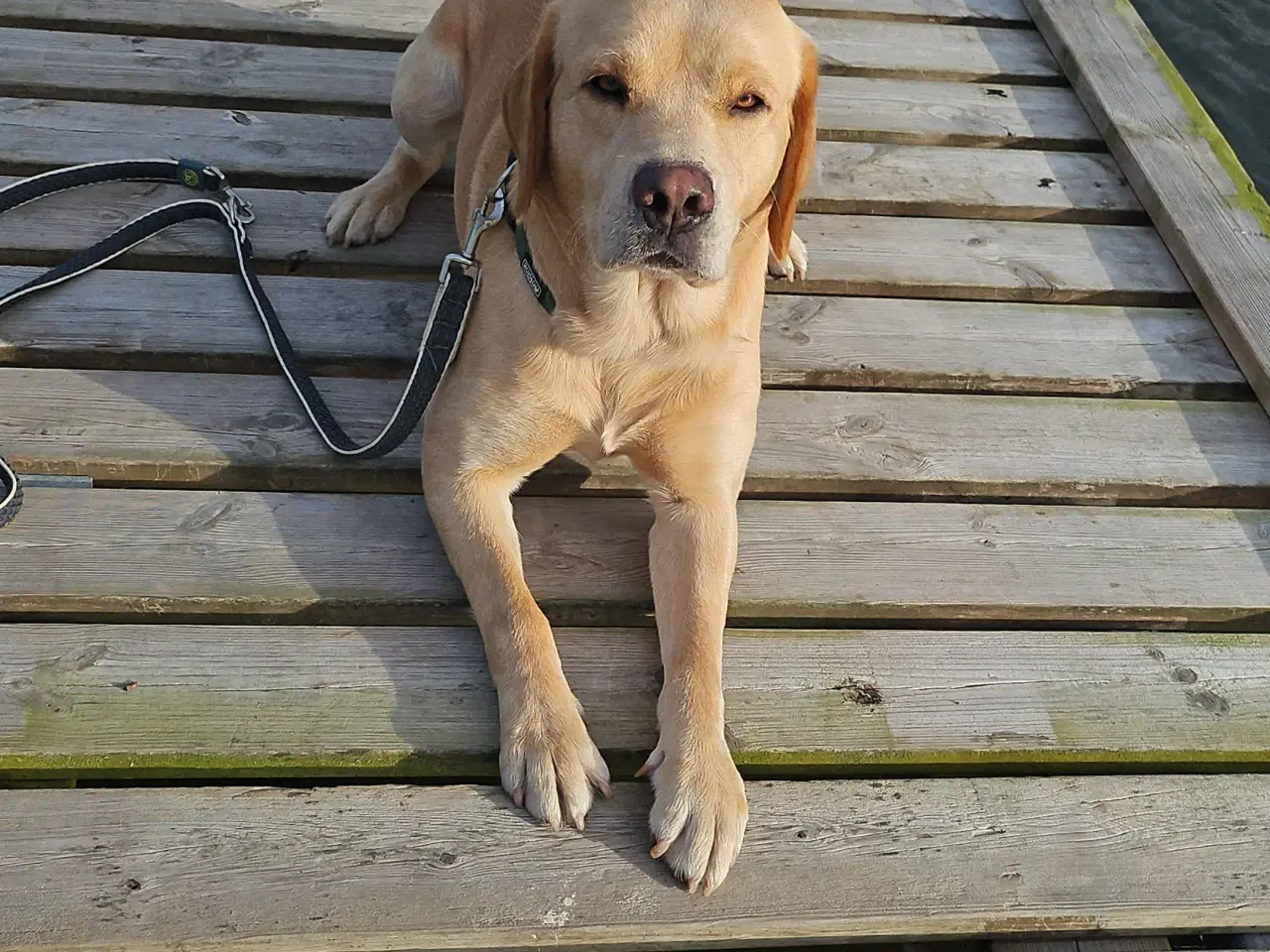 Billede 13 - Dogue de bordeaux blandings hvalpe
