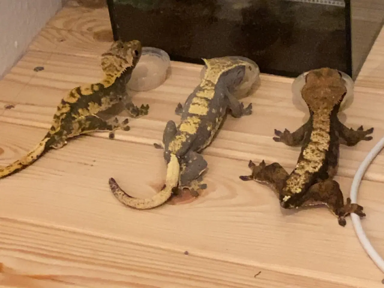 Billede 6 - 3 fuldvoksne kronegekkoer med terrarium og tilbehø