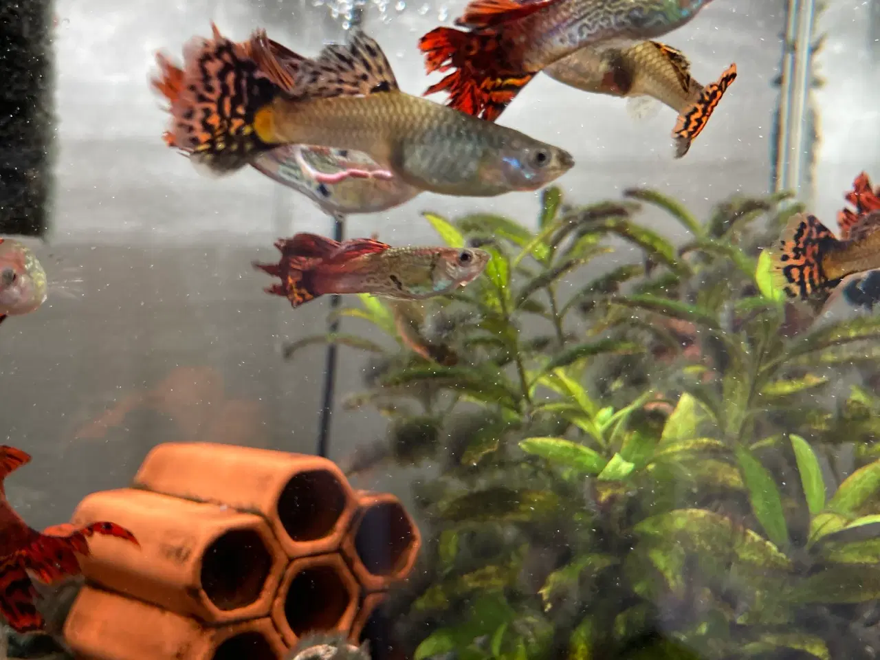 Billede 3 - Akvarium 30 Liter