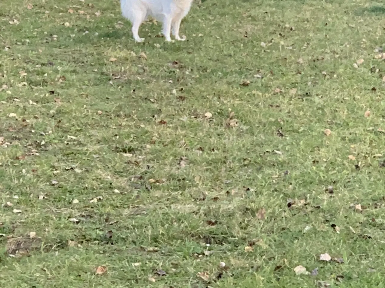 Billede 10 - Dansk spids tæve 2 år