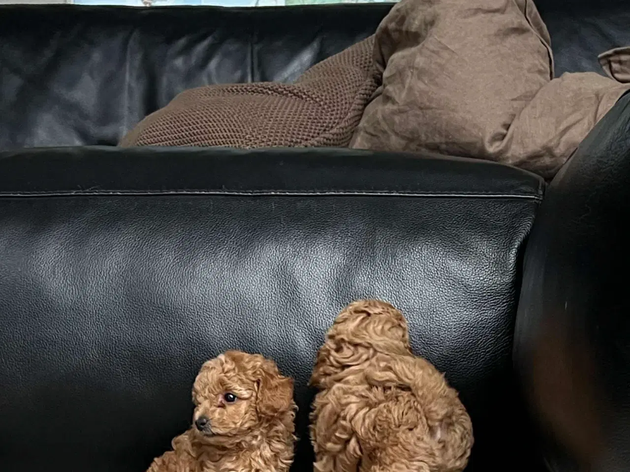 Billede 3 - 🐩 Små dværgpuddelhvalpe søger nye kærlige hjem 🏡