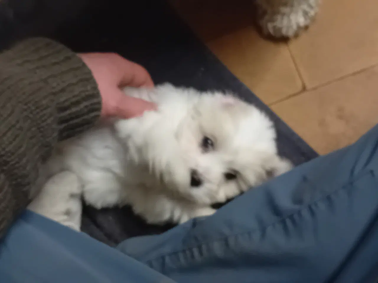 Billede 7 - Coton de Tulear x Malteser. Allergivenlig. Bomulds