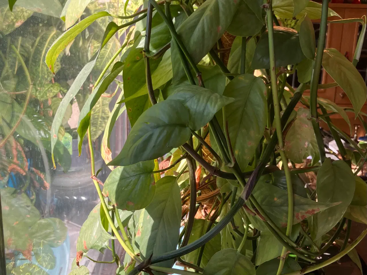 Billede 1 - Kæmpe Guldranke Cebu Blue, Epipremnum Pinnatum