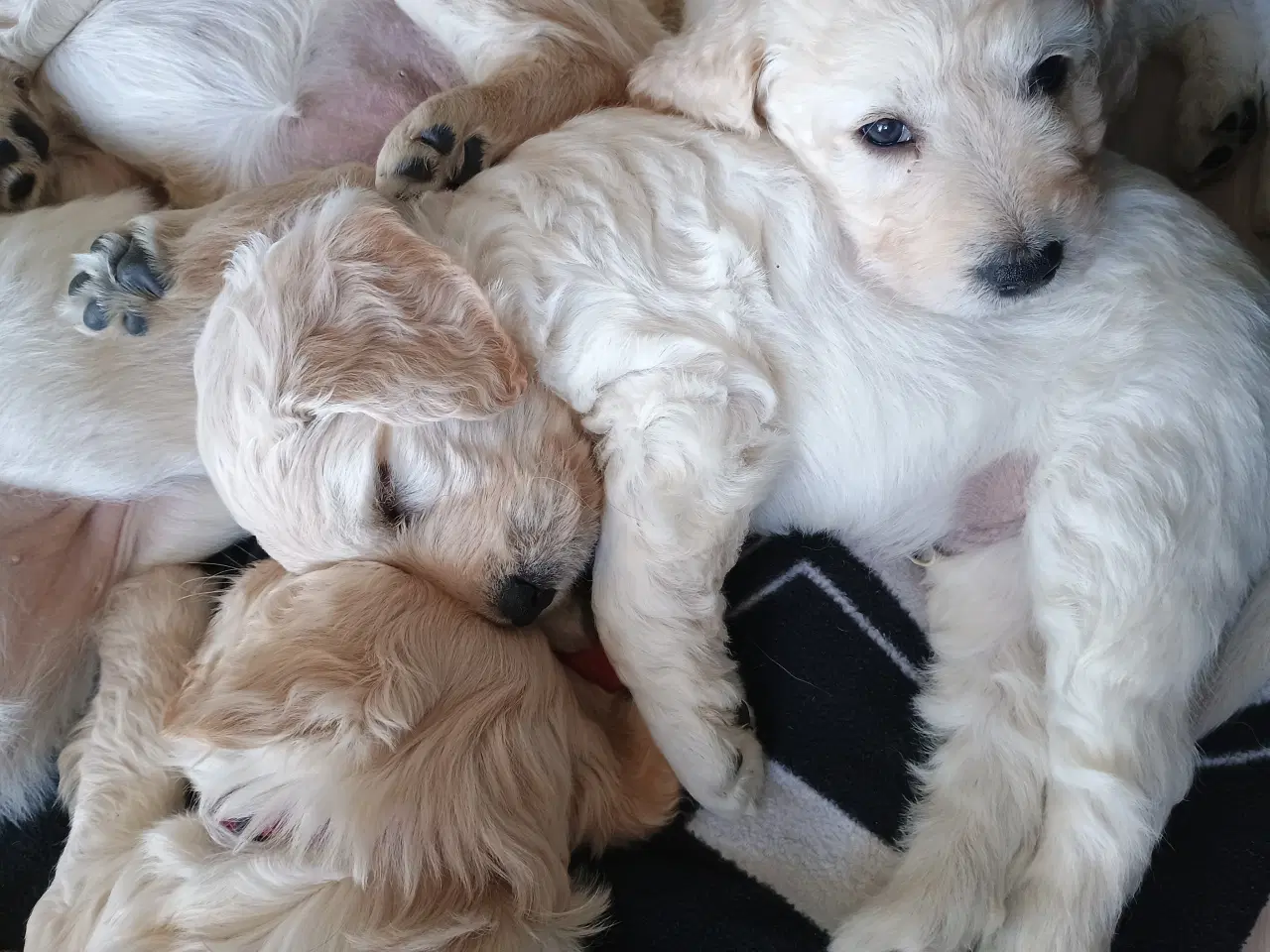 Billede 4 - Labradoodle hvalpe 