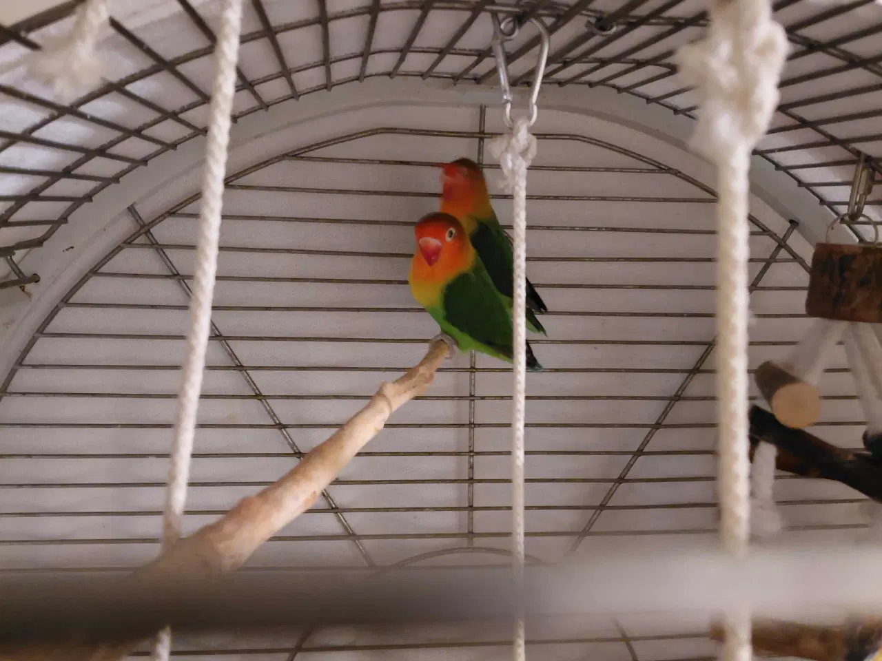 Billede 5 - Dværgpapegøje med bur