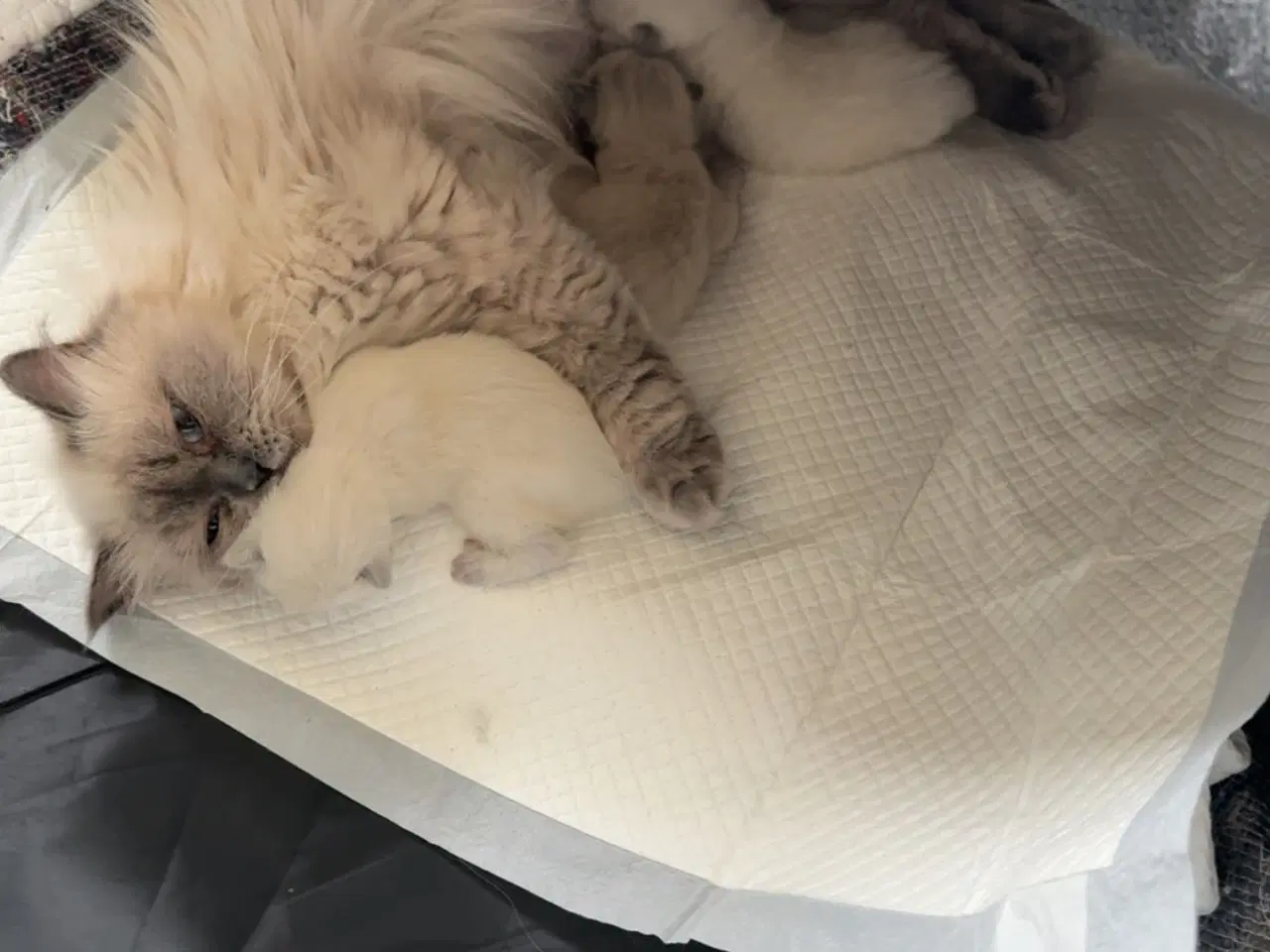 Billede 3 - Ragdoll