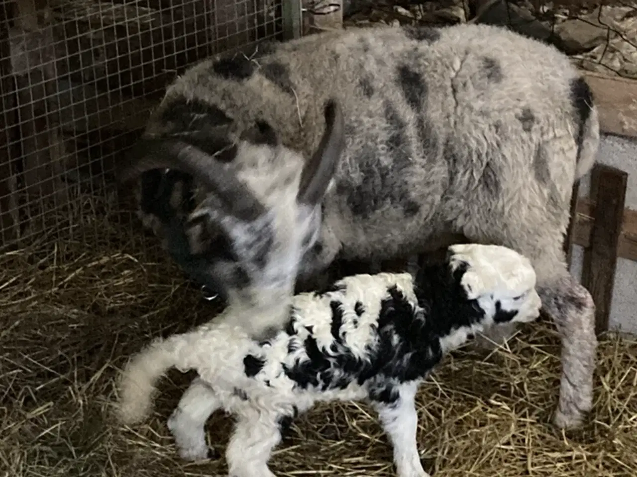 Billede 1 - Jacobs får gimmer lam