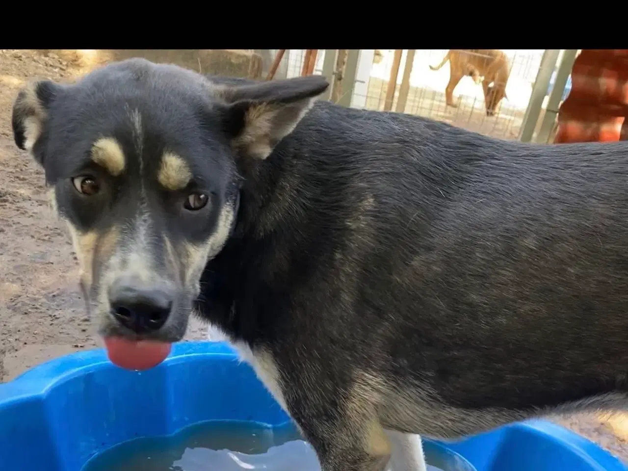 Billede 5 - Sødeste Sunny søger familie 