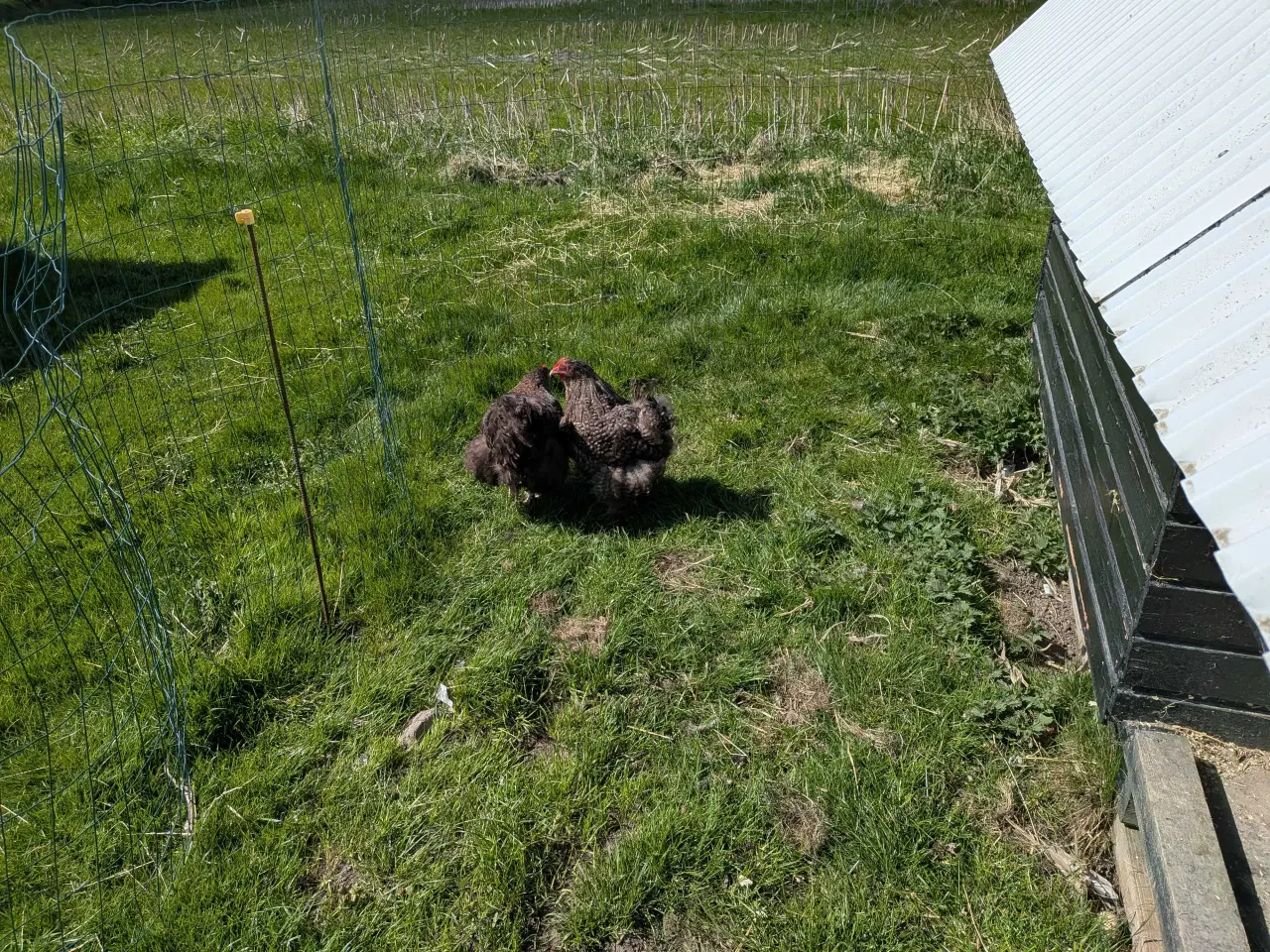 Billede 5 - 1.4 hygge høns til haven