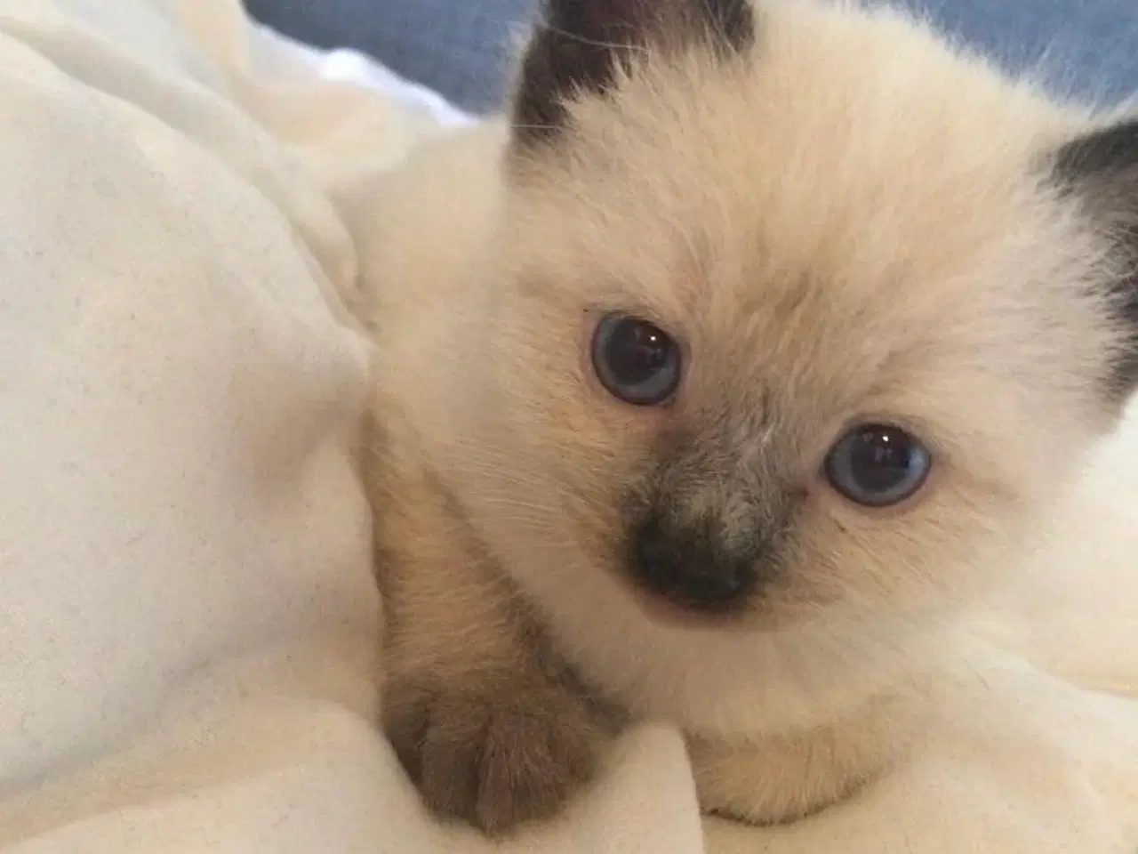 Billede 2 - 3 killinger