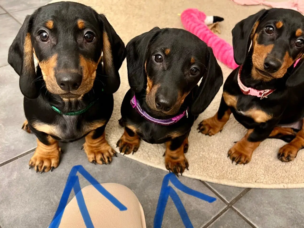 Billede 2 - DKK standard gravhunde hvalpe 