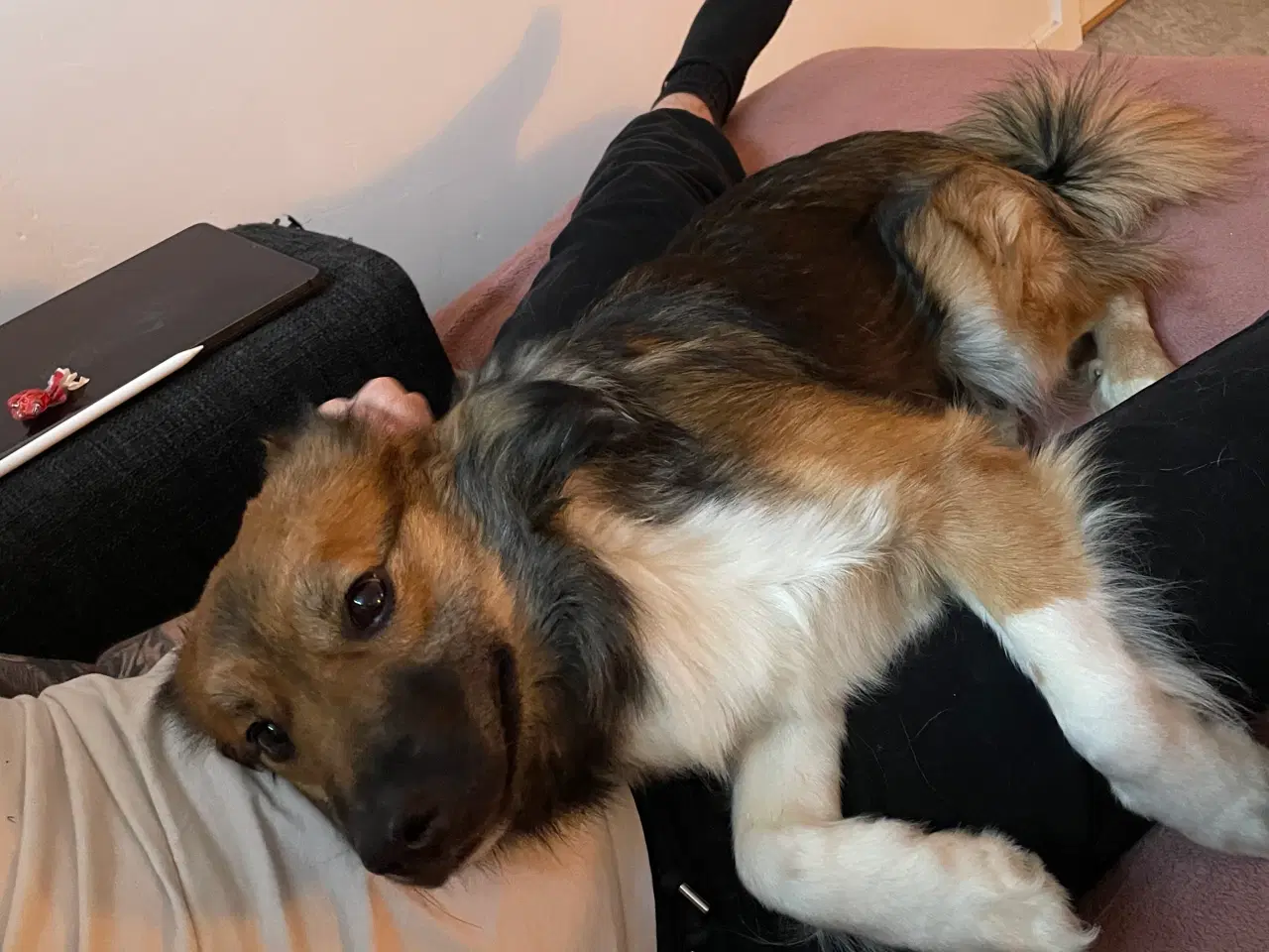 Billede 3 - Tobi, Border collie/Islandsk hyrdehund, 1 12 år. 