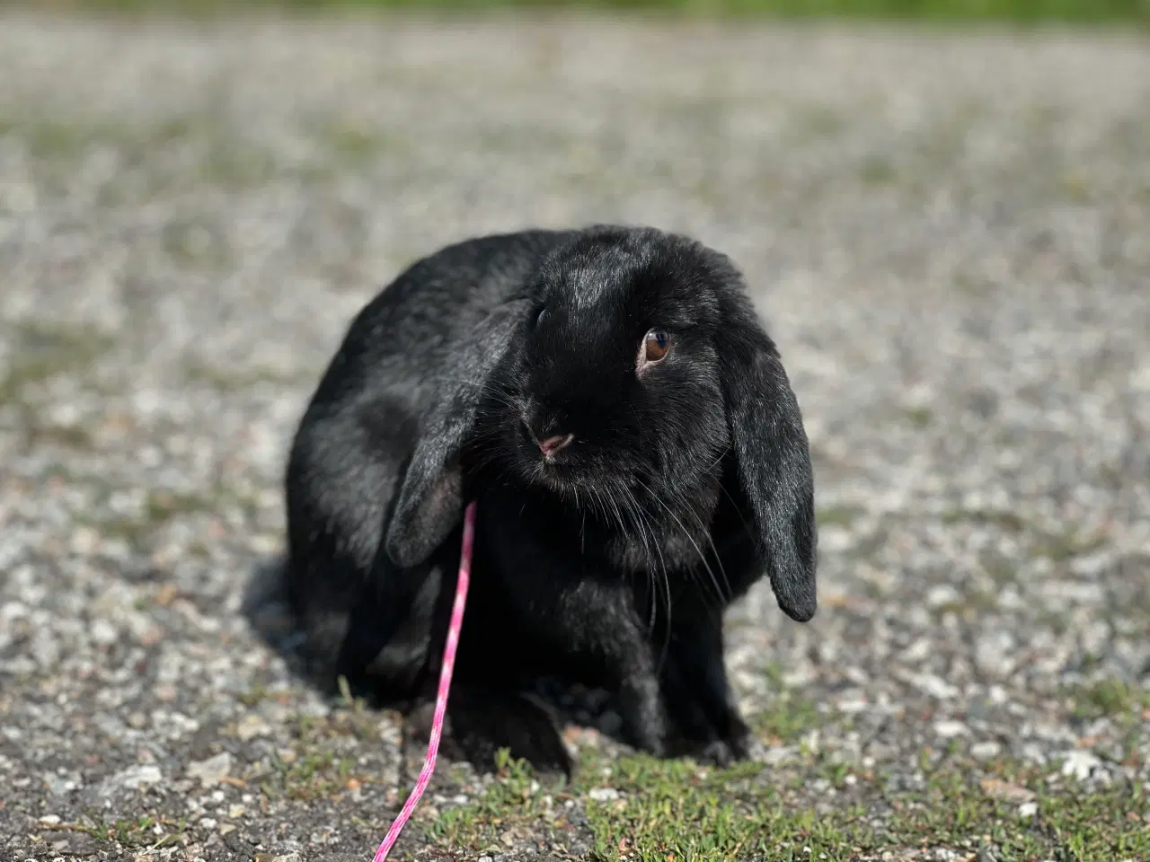 Billede 12 - Østrigsk Hopkanin / Kælekanin sælges