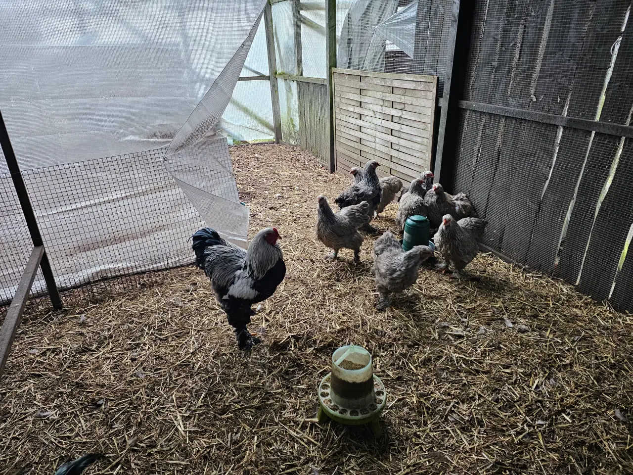 Billede 2 - Rugeæg af stor Brahma 