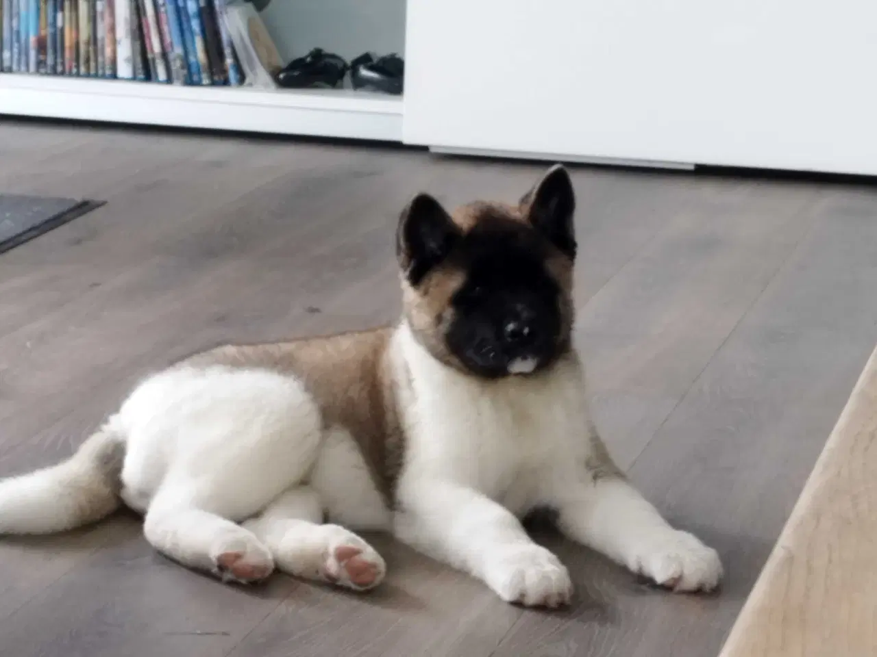 Billede 2 - American Akita 