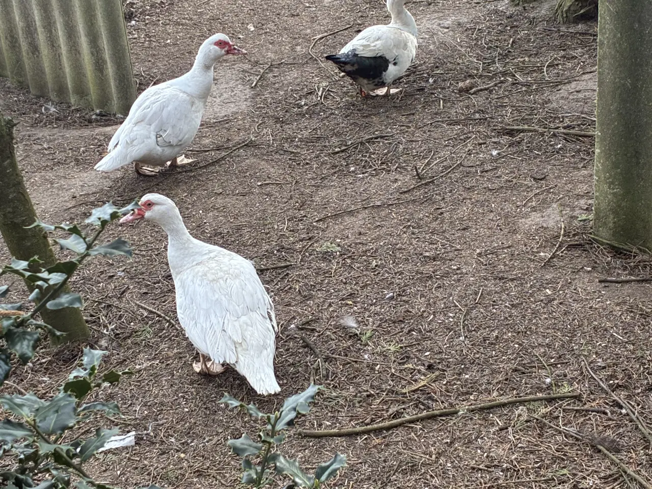 Billede 2 - Moskusænder 