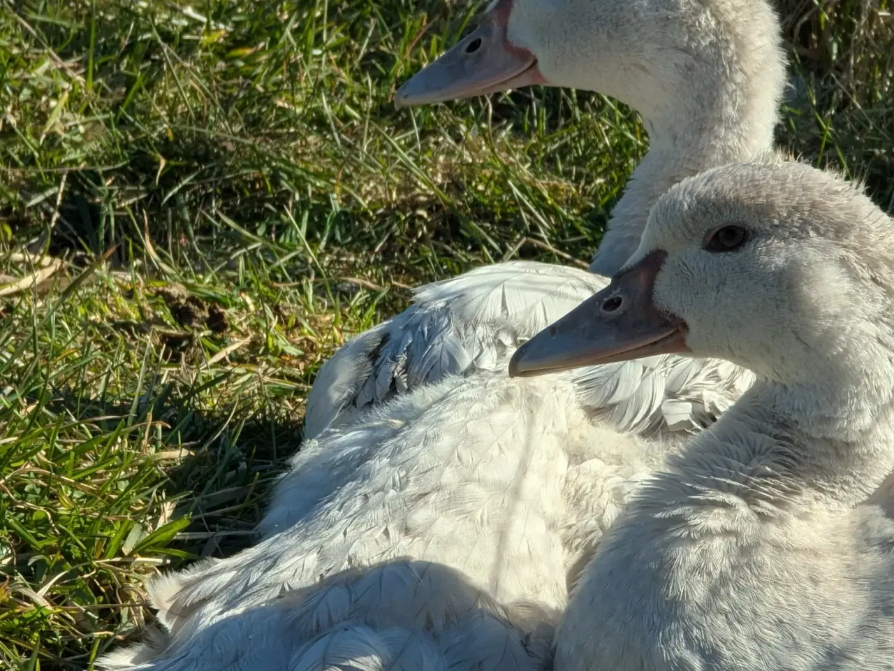 Billede 3 - Moskusænder ællinger tillidsfulde