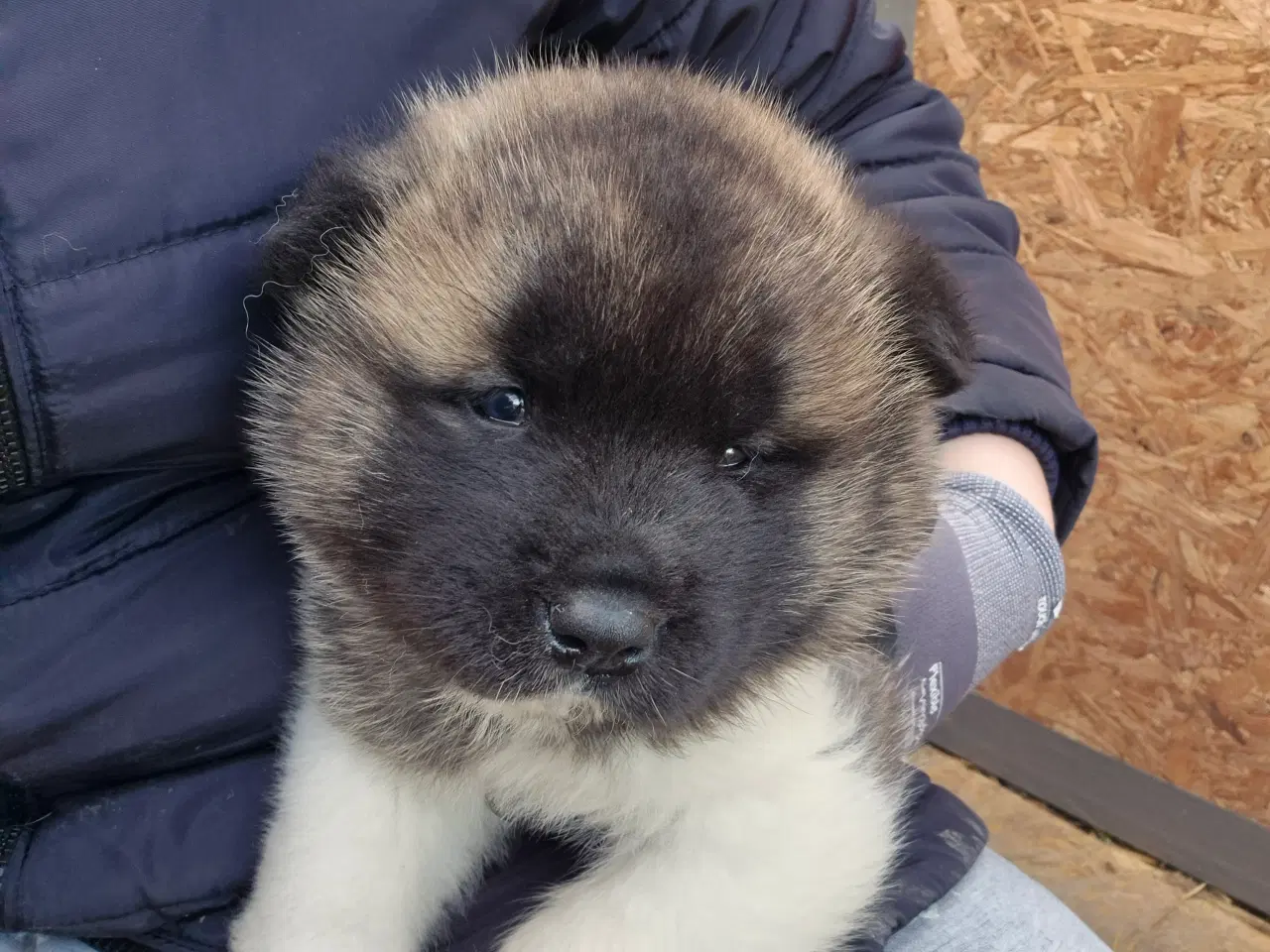 Billede 1 - Hundehvalpe American Akita 