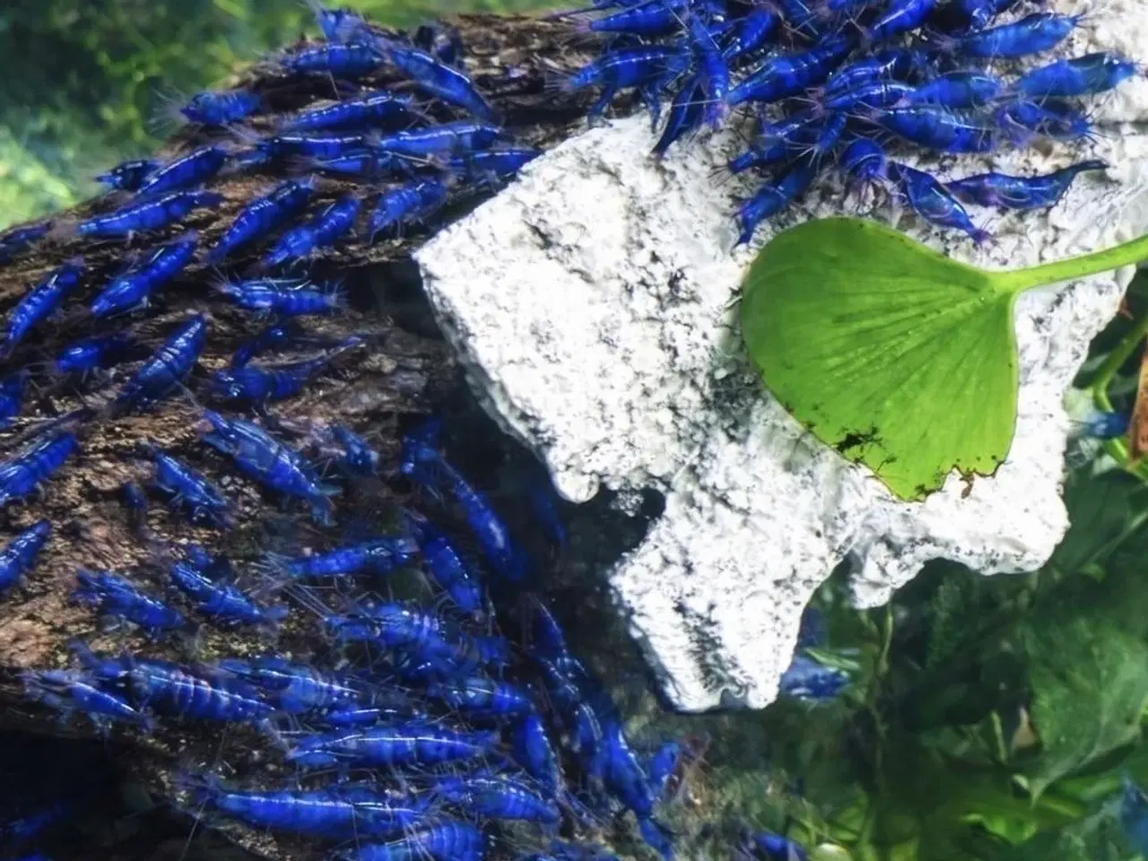 Billede 10 - 💙Flotte blå rejer
