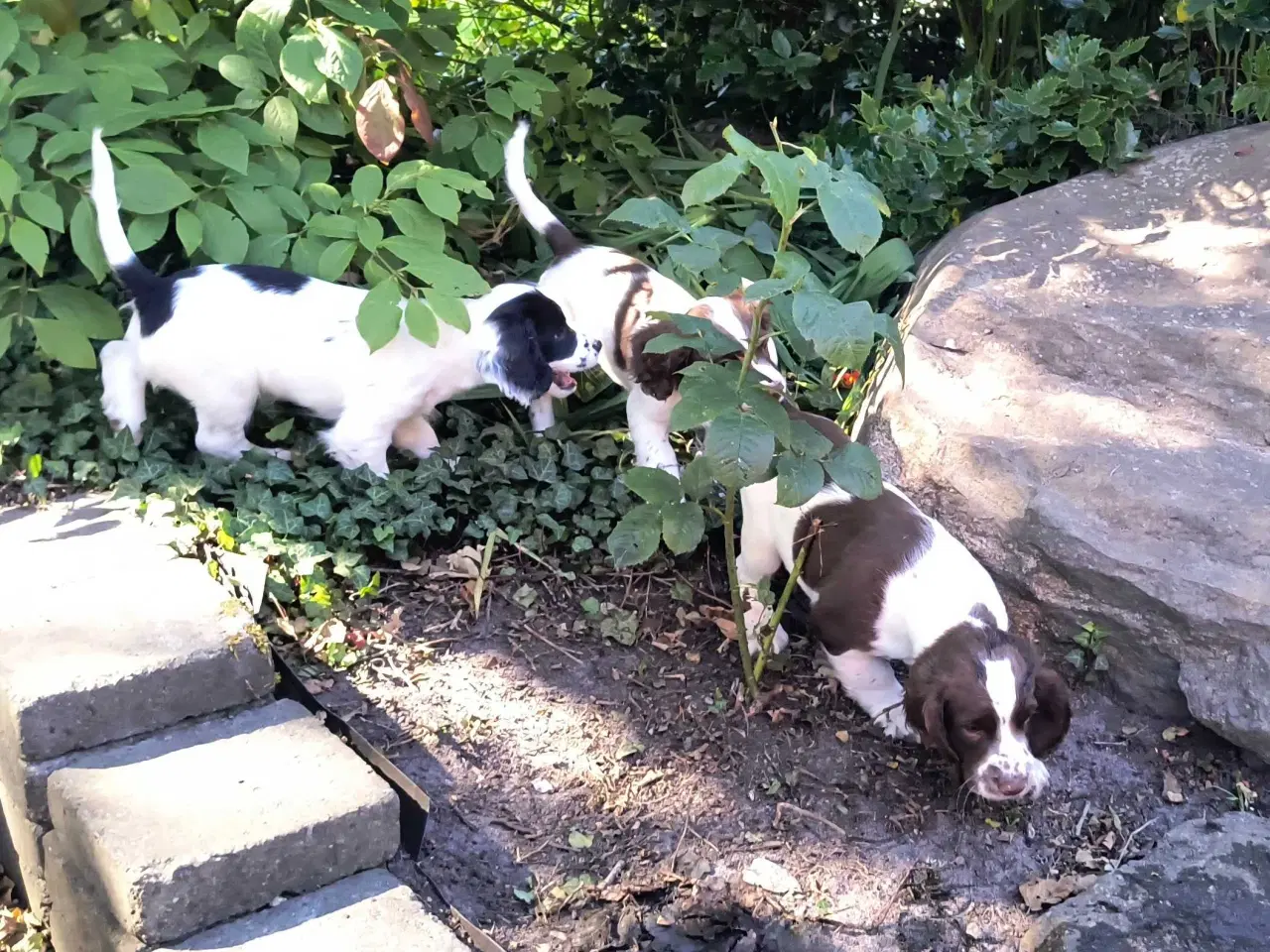 Billede 14 - FT Springer spaniel