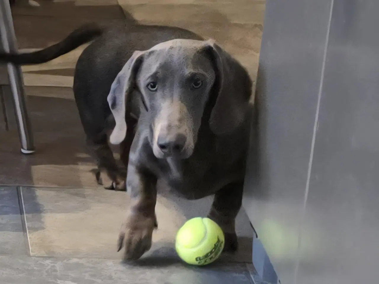 Billede 1 - UNIK GRAVHUND HAN 6 MDR BLÅ