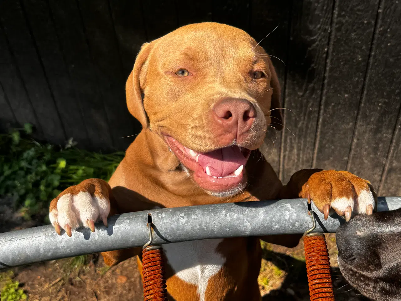 Billede 2 - 4 unge Staffordshire Bull Terrier til salg for god
