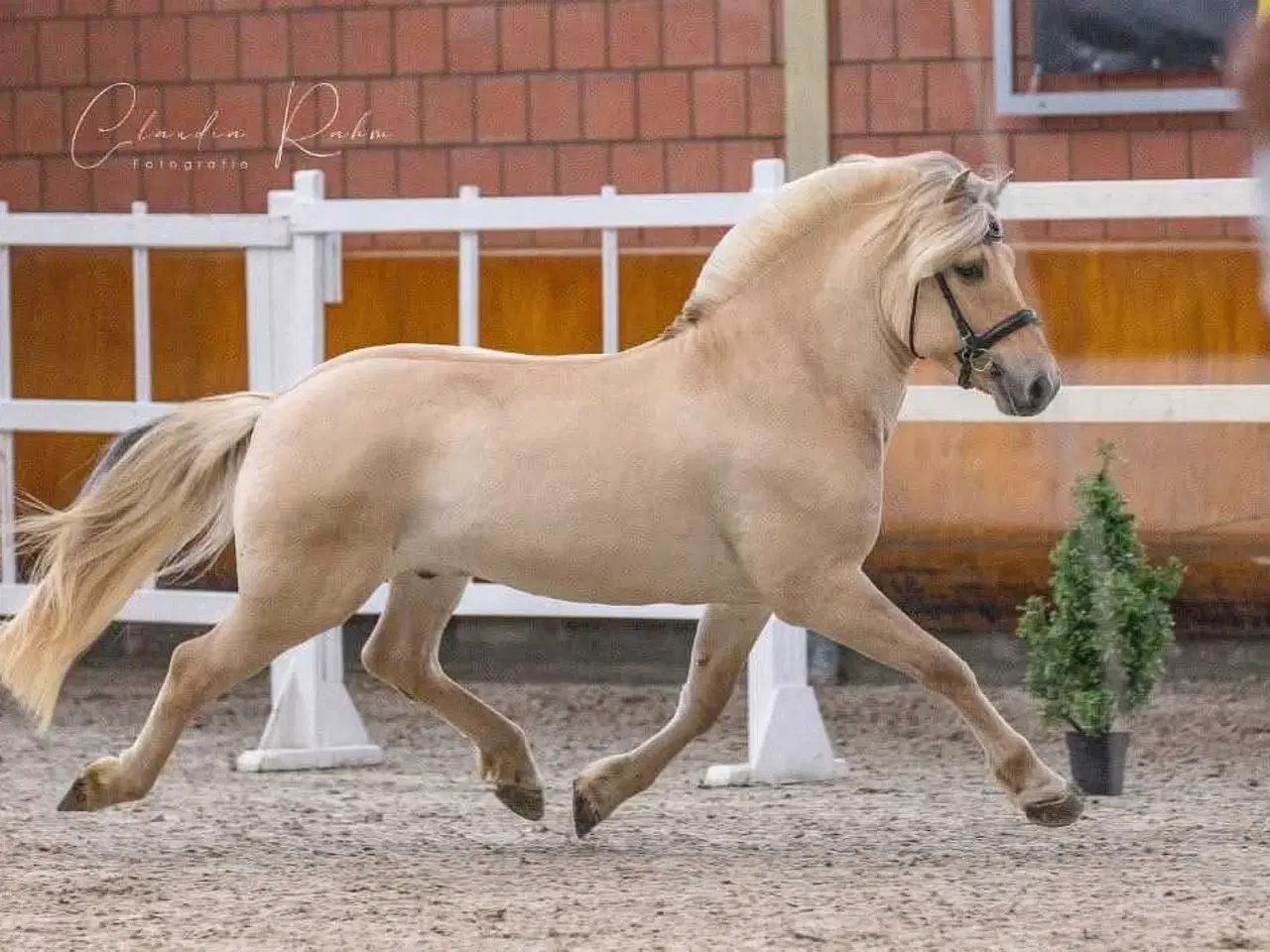 Billede 8 - Light Rødblakke Fjordhorse stallion 3 years old