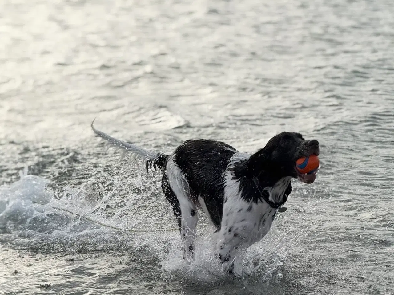 Billede 7 - Fantastisk hvalp på 11 mdr. søger sit sidste hjem