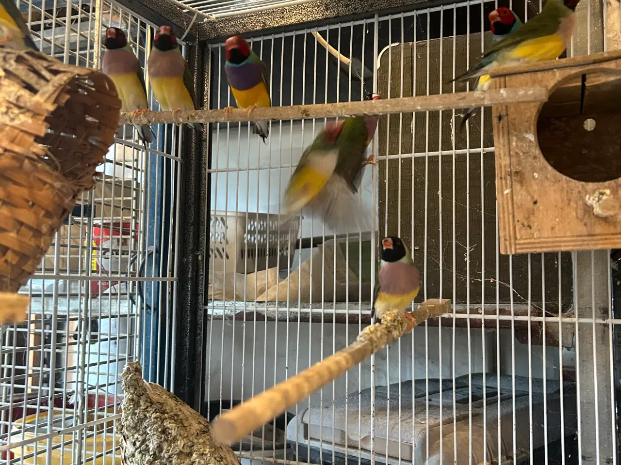 Billede 1 - Goldsamadiner