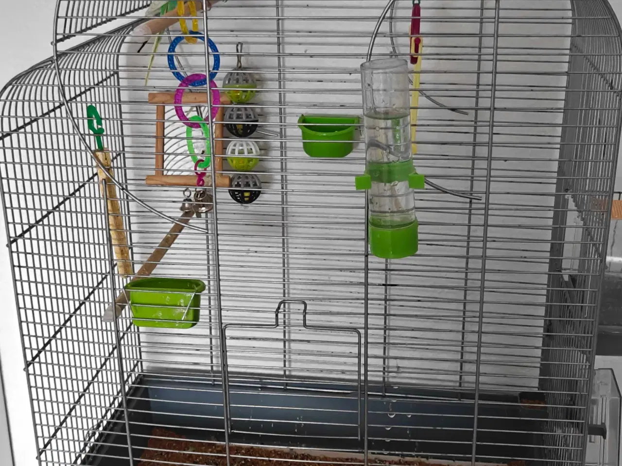 Billede 3 - To søde undulater søger nyt hjem 