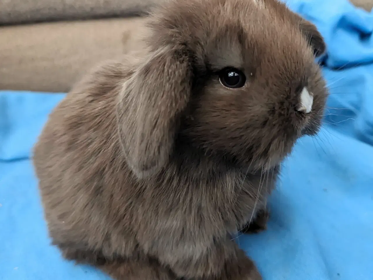 Billede 6 - Minilop kaninunge sælges