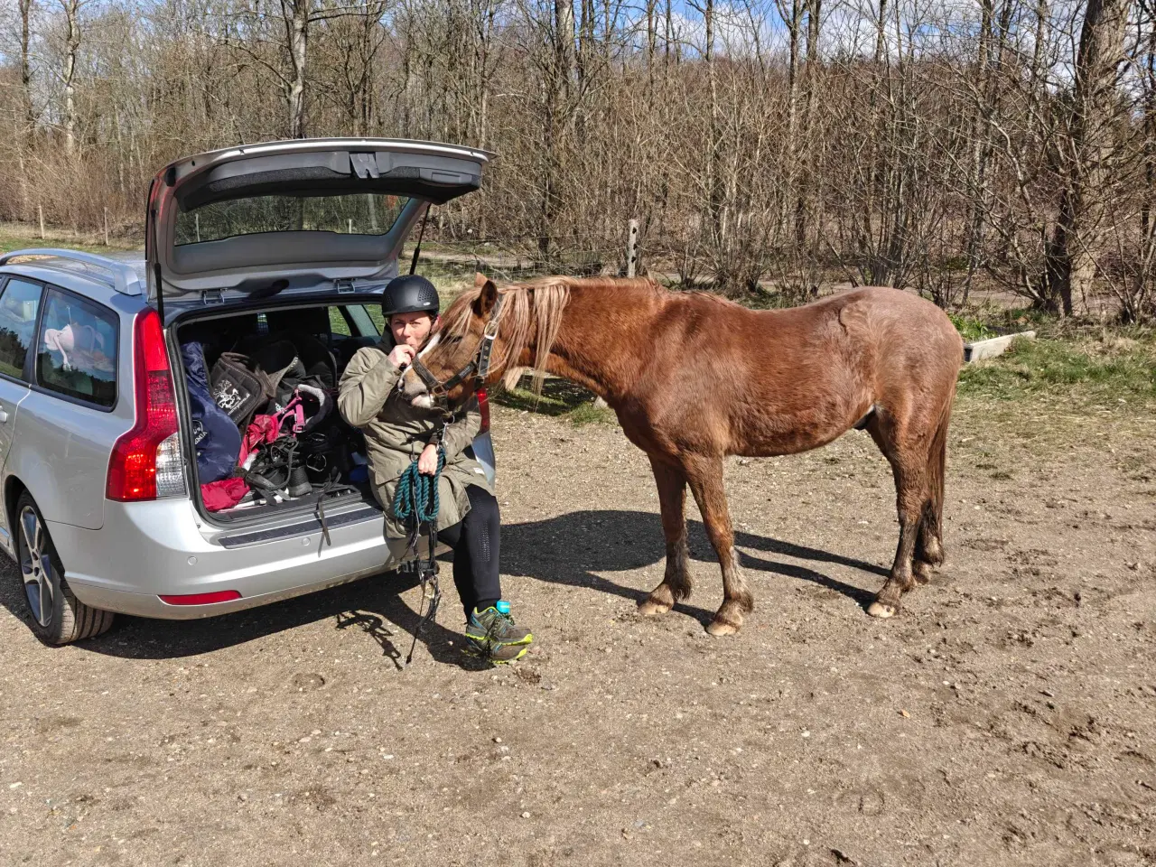 Billede 4 - Welsh pony vallak
