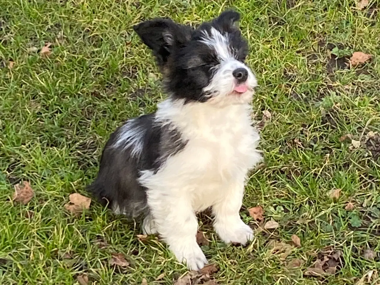 Billede 1 - Border collie / Coton de Tulear Så er vi Klar