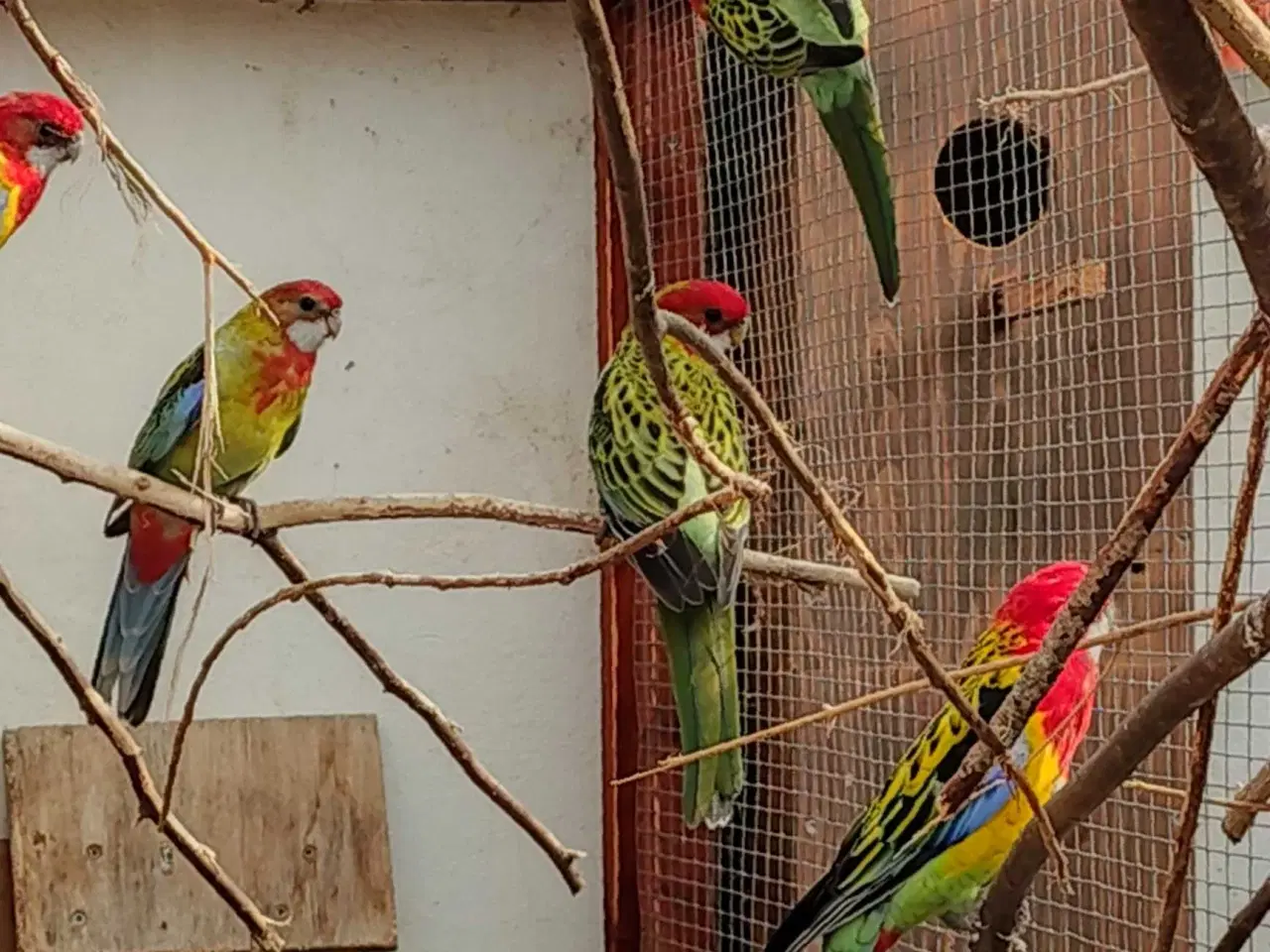 Billede 4 - Gulrygget rosella  RESEVERET 