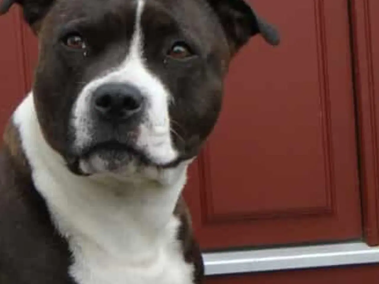 Billede 2 - Staffordshire Bull terrie tæve 