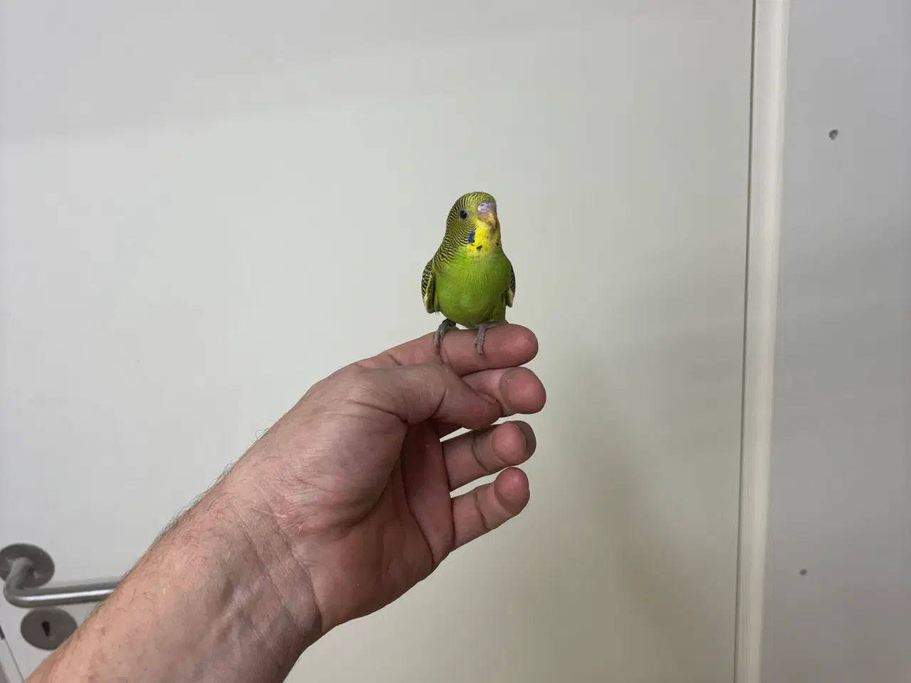 Billede 8 - Håndterede unger