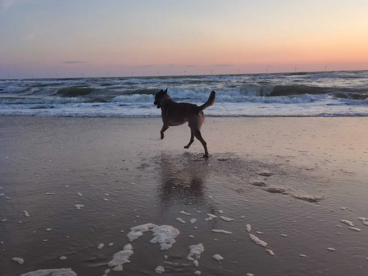 Billede 1 - (SØGER) 👈🏻👉🏻 Belgisk Malinois