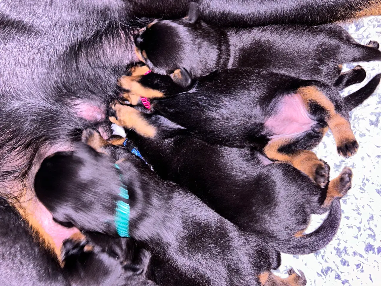 Billede 3 - Rottweiler h alpe