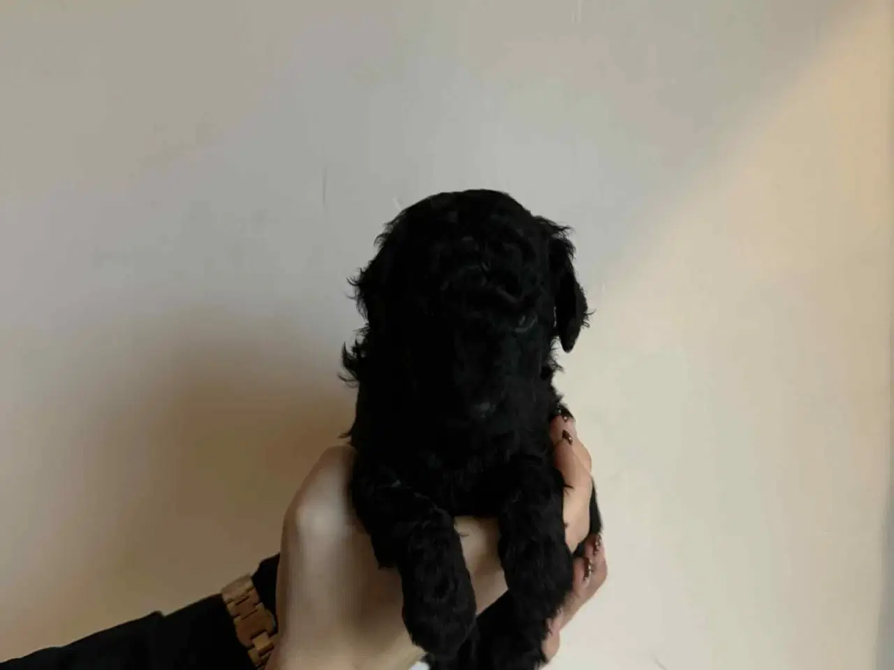 Billede 7 - Mellem puddel hvalpe