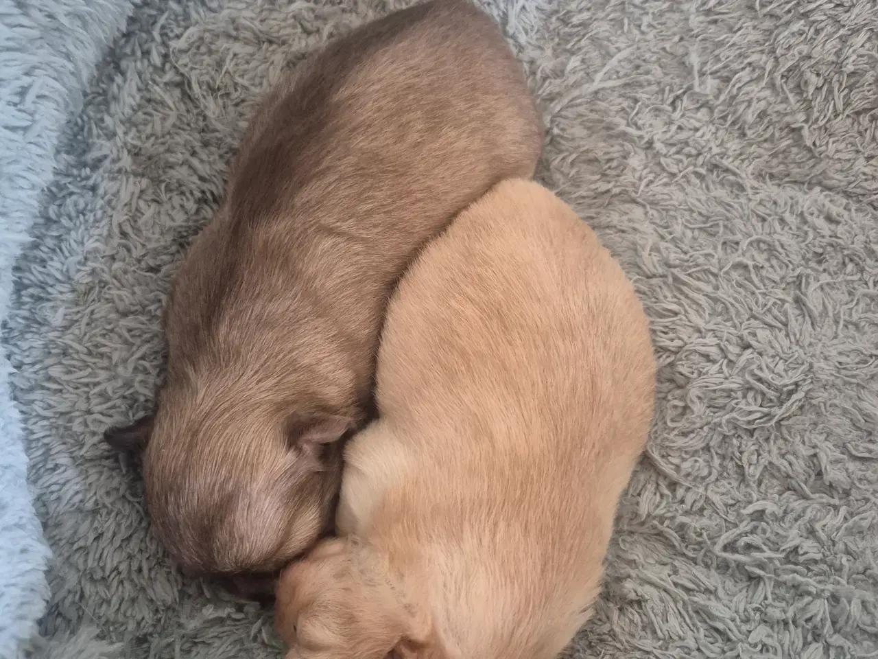 Billede 3 - Chihuahua hvalpe