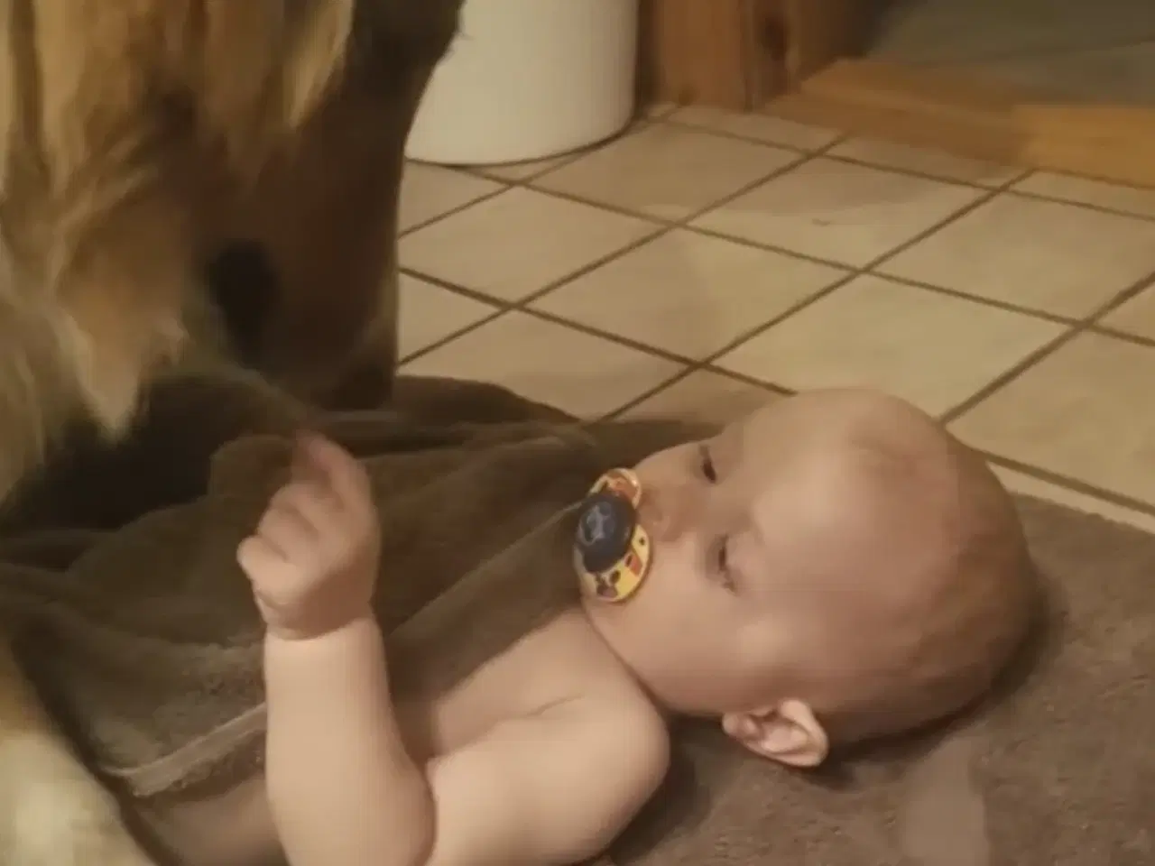 Billede 9 - Skønne LabCollie Hvalpe