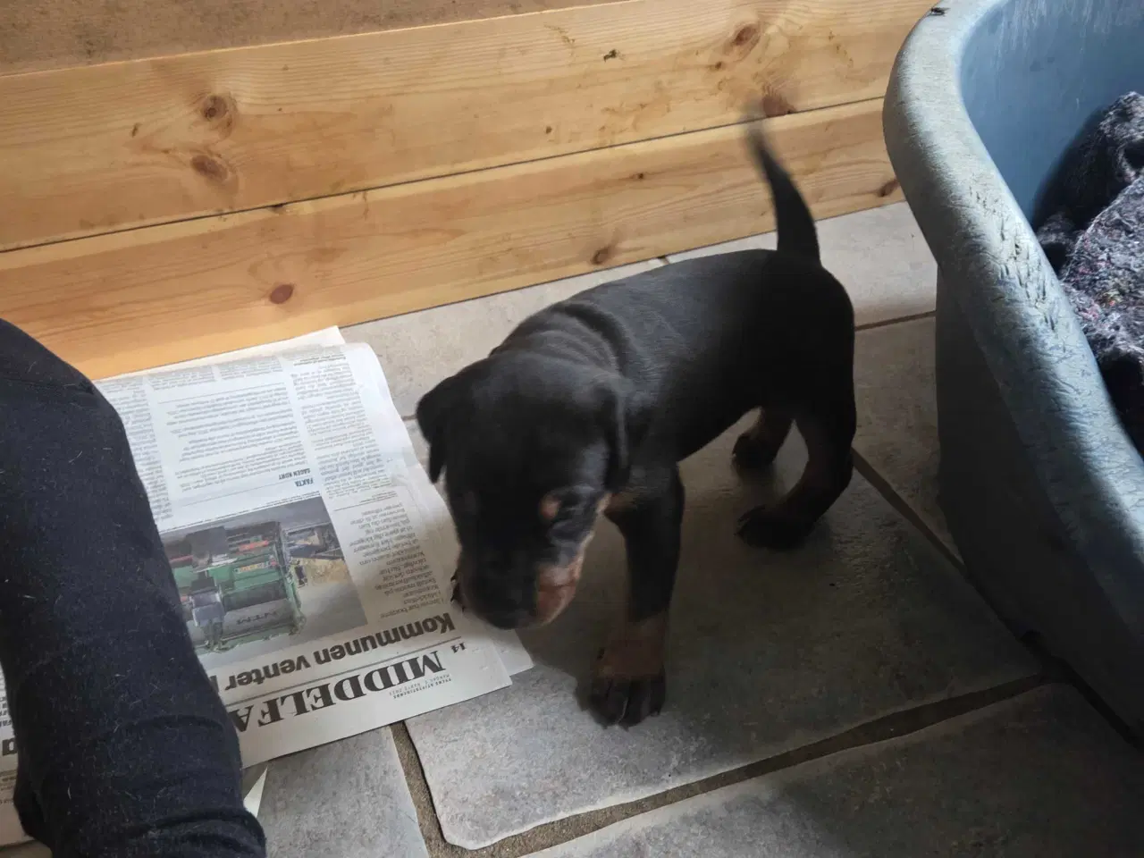 Billede 25 - Dobermann hvalpe